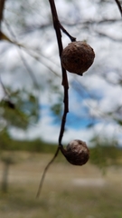 Conzattia multiflora