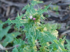 Carduus tenuiflorus