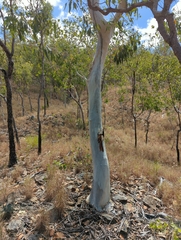 Eucalyptus platyphylla