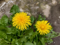 Taraxacum officinale