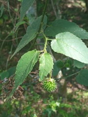 Byttneria urticifolia
