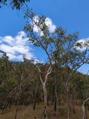 Eucalyptus platyphylla