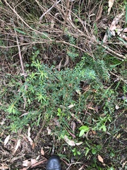 Pultenaea juniperina