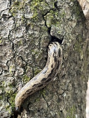 Megapallifera mutabilis