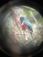 Trogon personatus