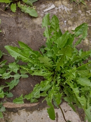 Taraxacum officinale