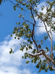 Eucalyptus platyphylla