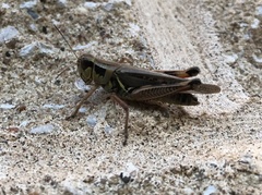Melanoplini