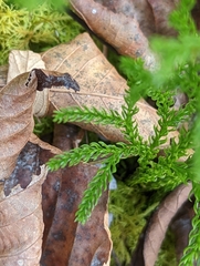 Dendrolycopodium