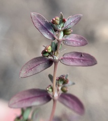 Euphorbia abramsiana
