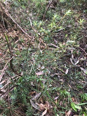 Pultenaea juniperina