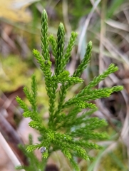 Dendrolycopodium