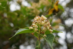 Syzygium acuminatissimum