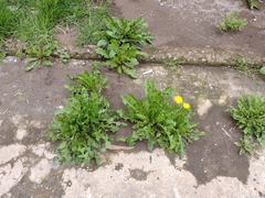 Taraxacum officinale