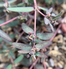 Euphorbia abramsiana