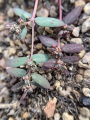 Euphorbia abramsiana