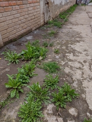 Taraxacum officinale