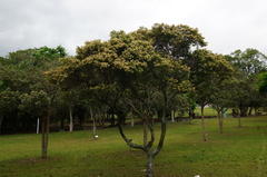 Syzygium acuminatissimum