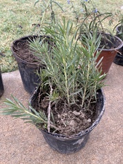 Stillingia texana