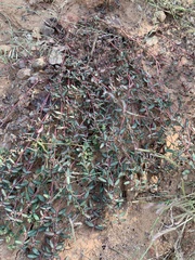 Euphorbia abramsiana