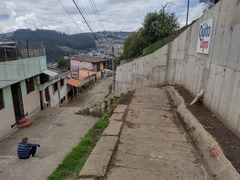 Taraxacum officinale