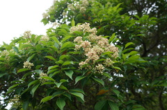 Syzygium acuminatissimum