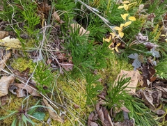 Dendrolycopodium