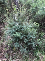 Pultenaea juniperina