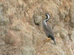 Phalacrocorax punctatus punctatus