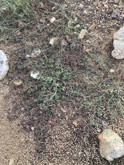 Euphorbia abramsiana