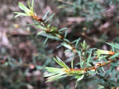 Pultenaea juniperina