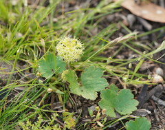 Hydrocotyle laxiflora