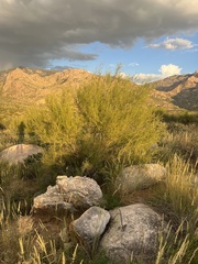 Parkinsonia microphylla