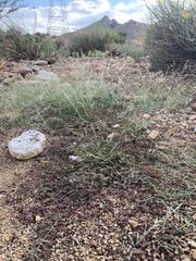 Euphorbia abramsiana