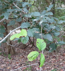 Ehretia anacua