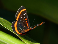 Amarynthis meneria
