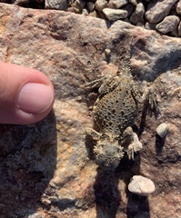 Phrynosoma platyrhinos