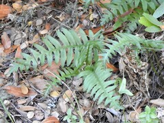 Polypodium californicum