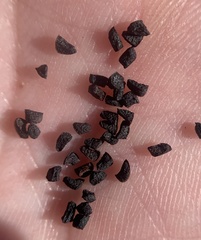 Penstemon stephensii