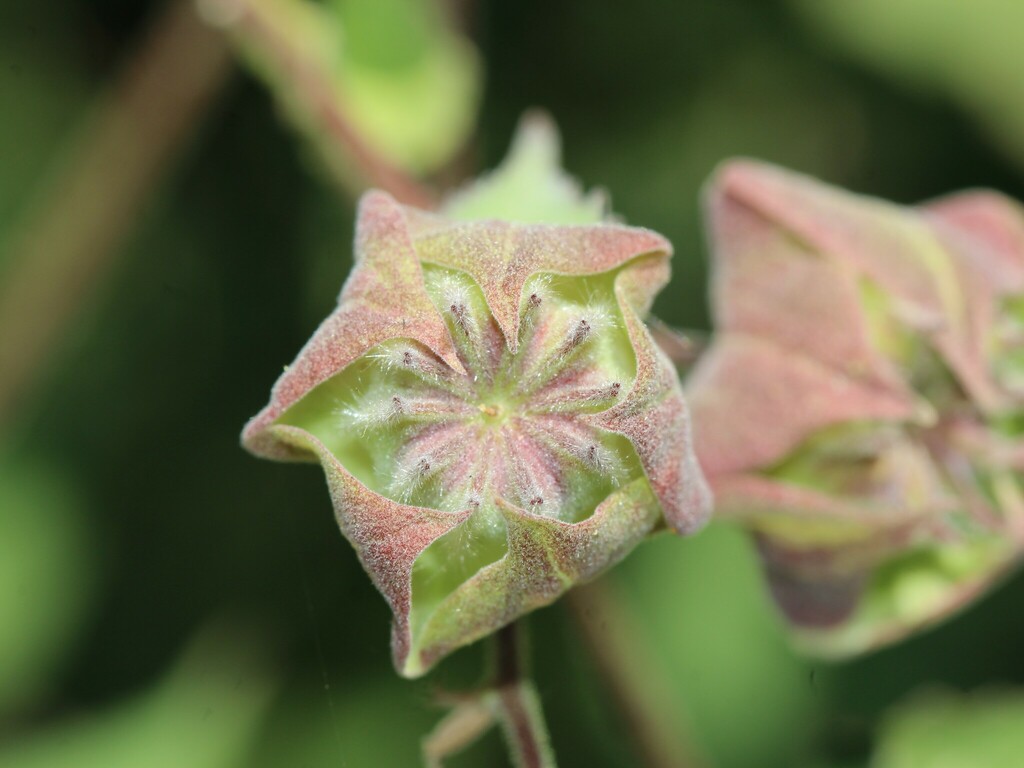 Abutilon simulans