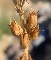 Penstemon stephensii