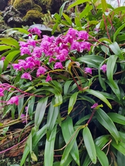 Dendrobium kingianum