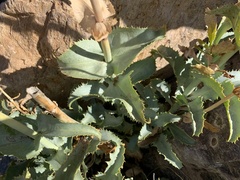 Penstemon stephensii