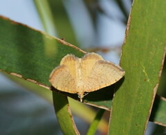 Chrysolarentia insulsata