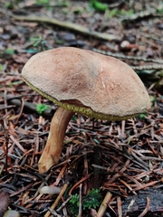 Xerocomus ferrugineus