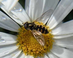 Melangyna viridiceps