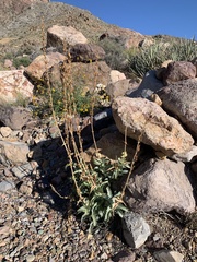 Penstemon stephensii