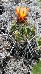 Ferocactus robustus