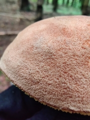 Xerocomus ferrugineus