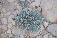 Physaria ovalifolia